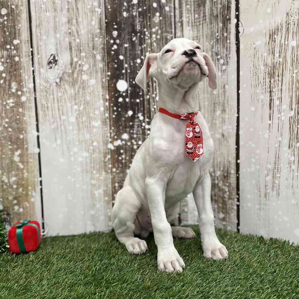 Male Boxer Puppy for Sale in Braintree, MA