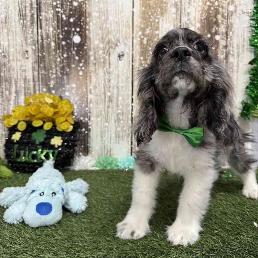 Male Cocker Spaniel Puppy for Sale in Saugus, MA