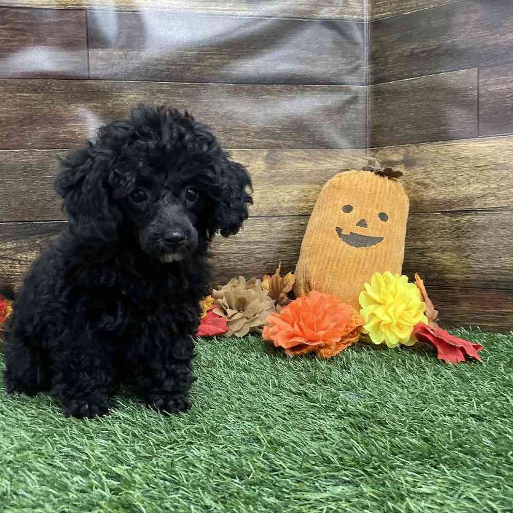 Female Poodle Toy Puppy for Sale in Braintree, MA