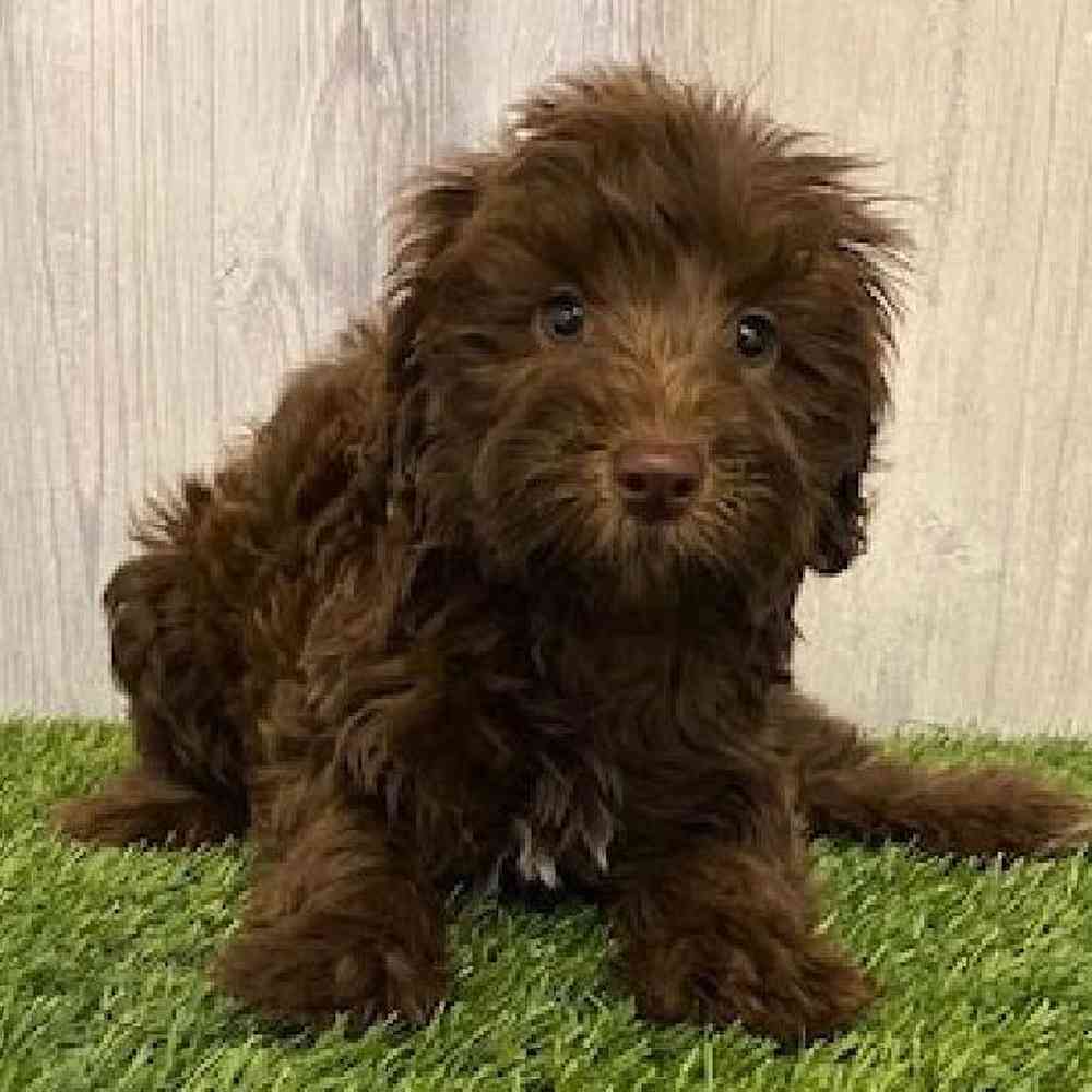 Female Mini Labradoodle Puppy for sale