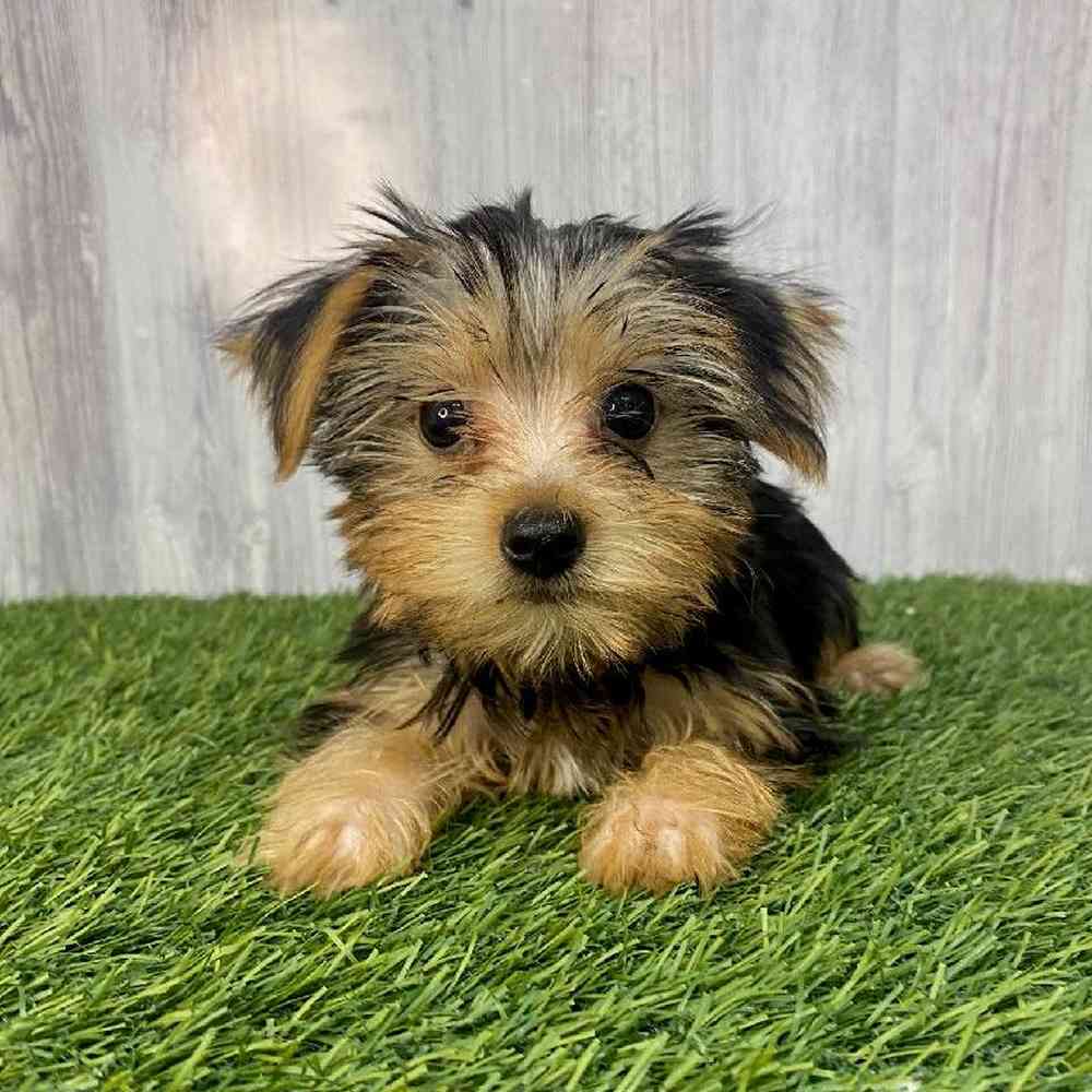 Male Yorkshire Terrier Puppy for Sale in Saugus, MA