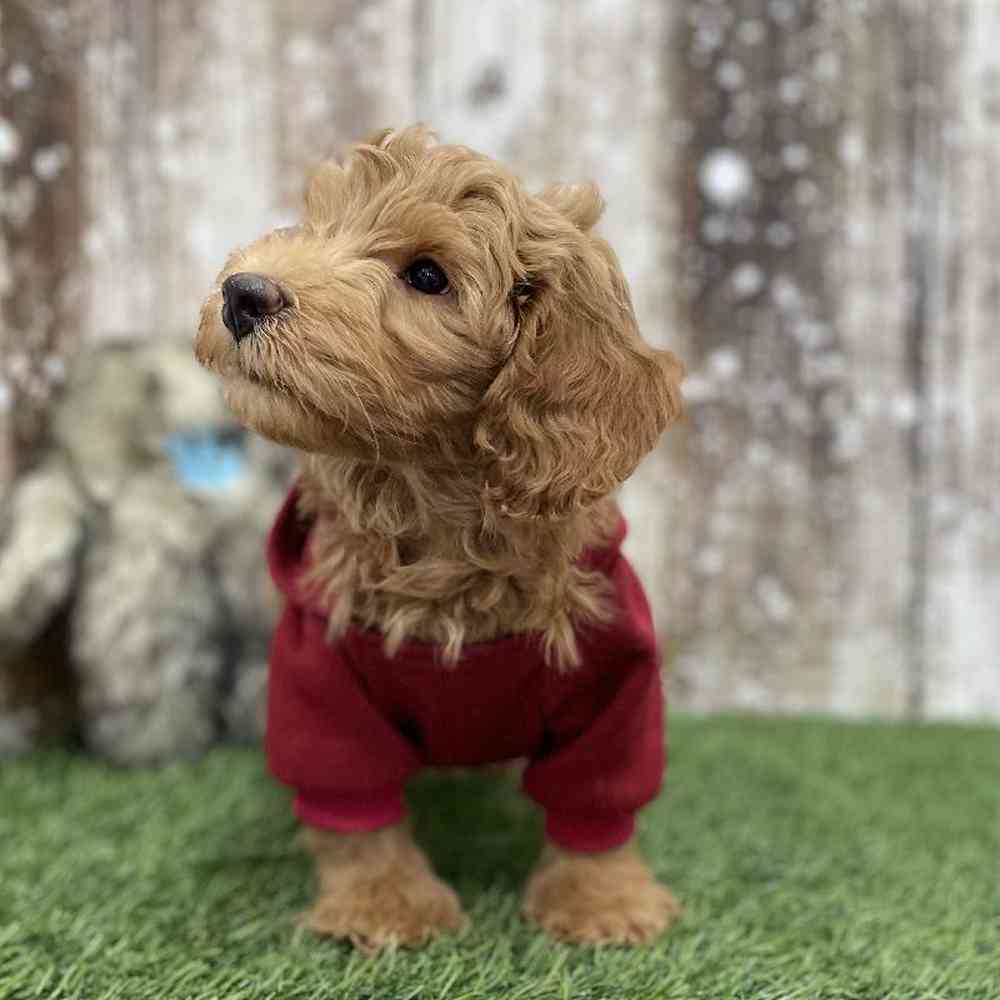 Male Mini Goldendoodle 2nd Gen Puppy for Sale in Braintree, MA
