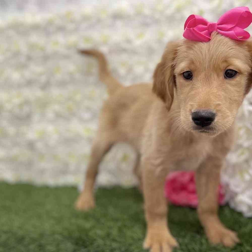 Golden Retriever For Sale Pet Express Braintree