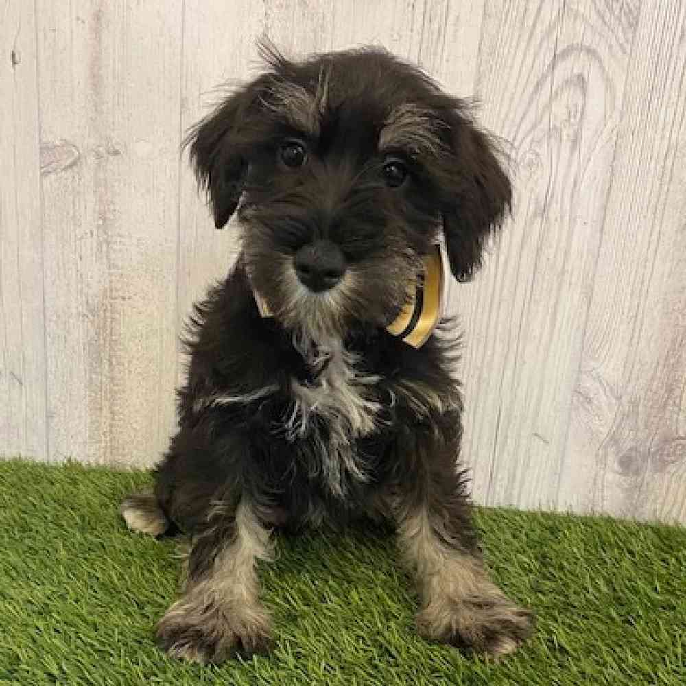 Male Miniature Schnauzer Puppy for sale