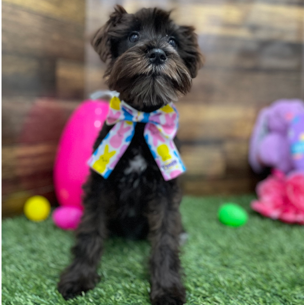 Female Miniature Schnauzer Puppy for Sale in Braintree, MA