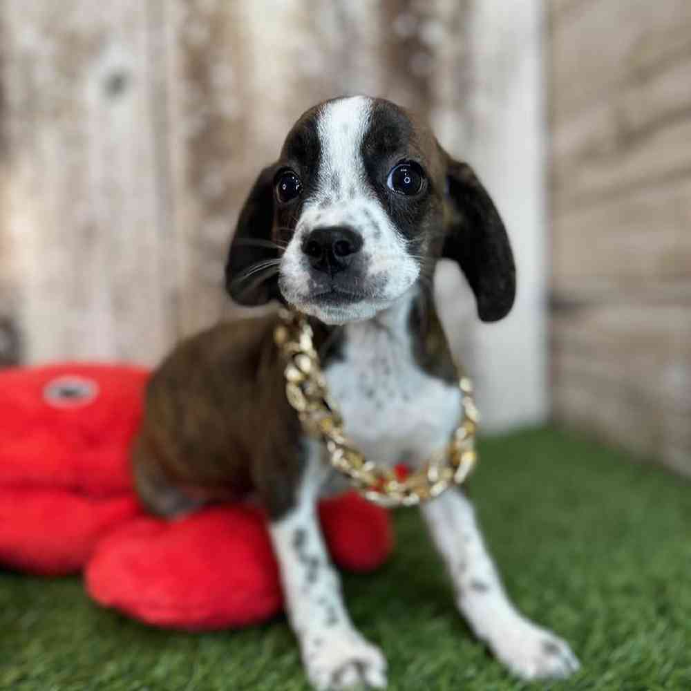 Male Boglen Terrier Puppy for Sale in Saugus, MA