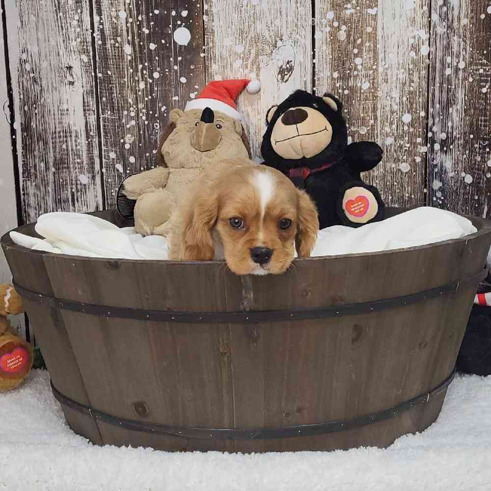 Male Cavalier King Charles Spaniel Puppy for Sale in Saugus, MA