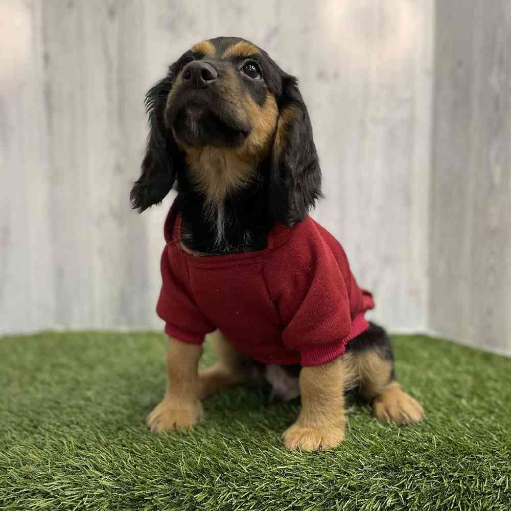 Cotralian (Mini Aussie/Cocker Spaniel) For Sale Pet Express Braintree