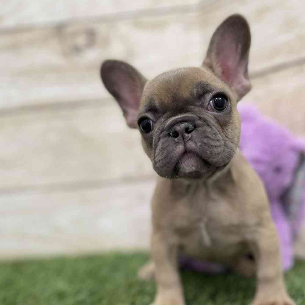 Female French Bulldog Puppy for Sale in Braintree, MA