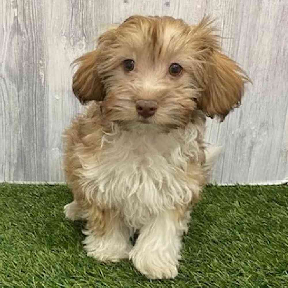 Male Havanese Puppy for Sale in Braintree, MA