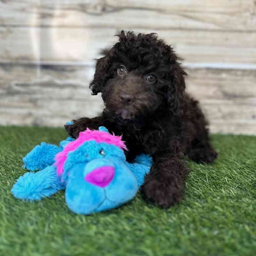 Male Mini NewfyPoo Puppy for Sale in Saugus, MA