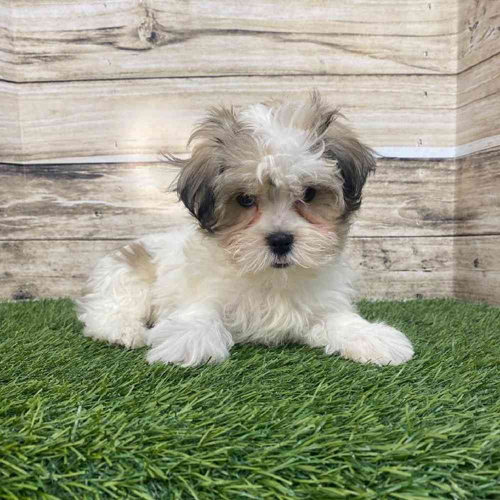 Male Malshi Puppy for Sale in Saugus, MA