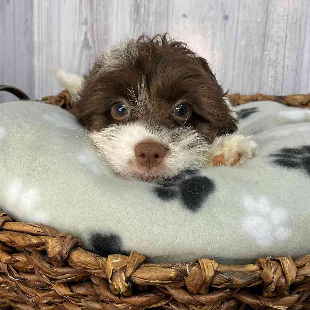 Male Cockapoo Puppy for Sale in Saugus, MA