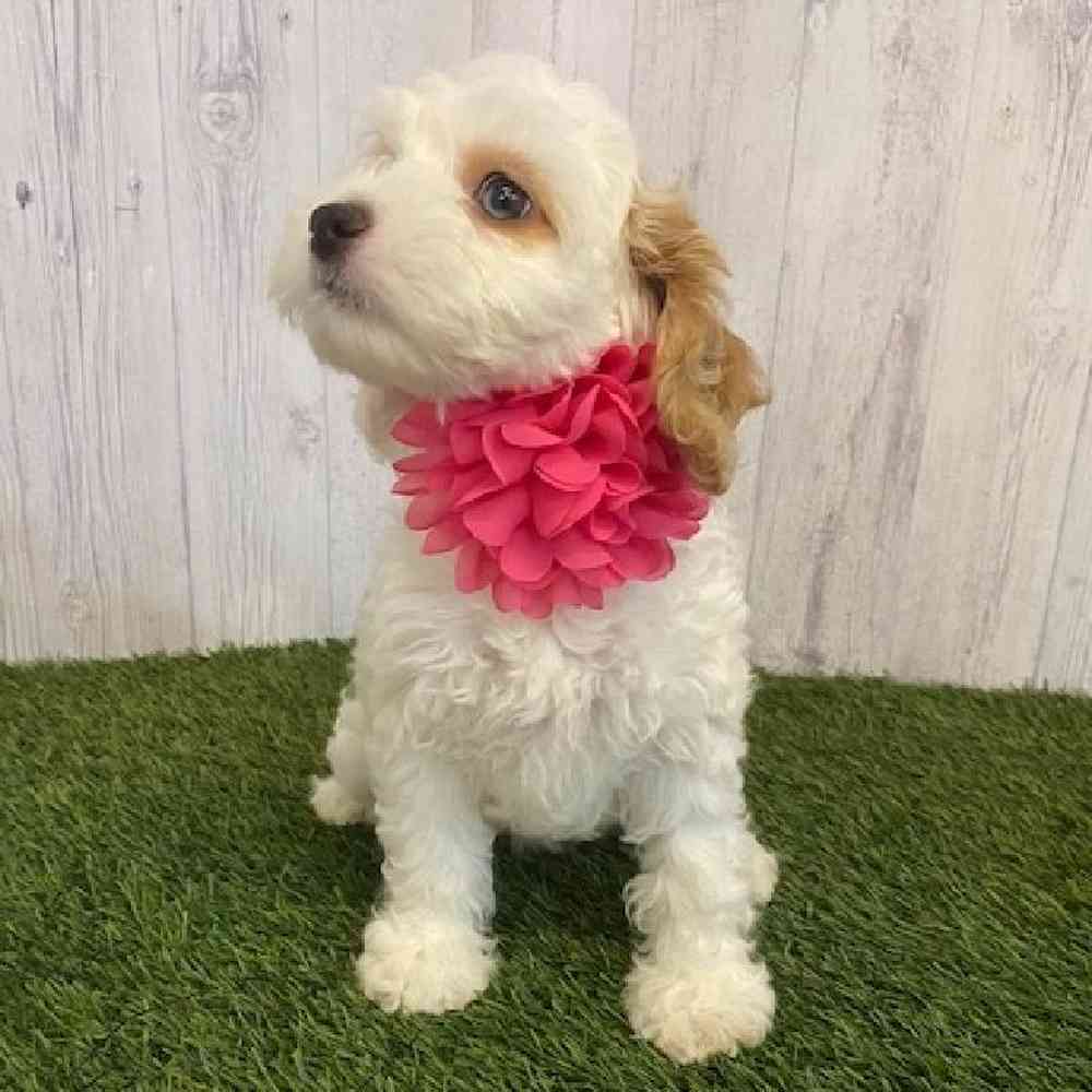Female Cockapoo Puppy for sale