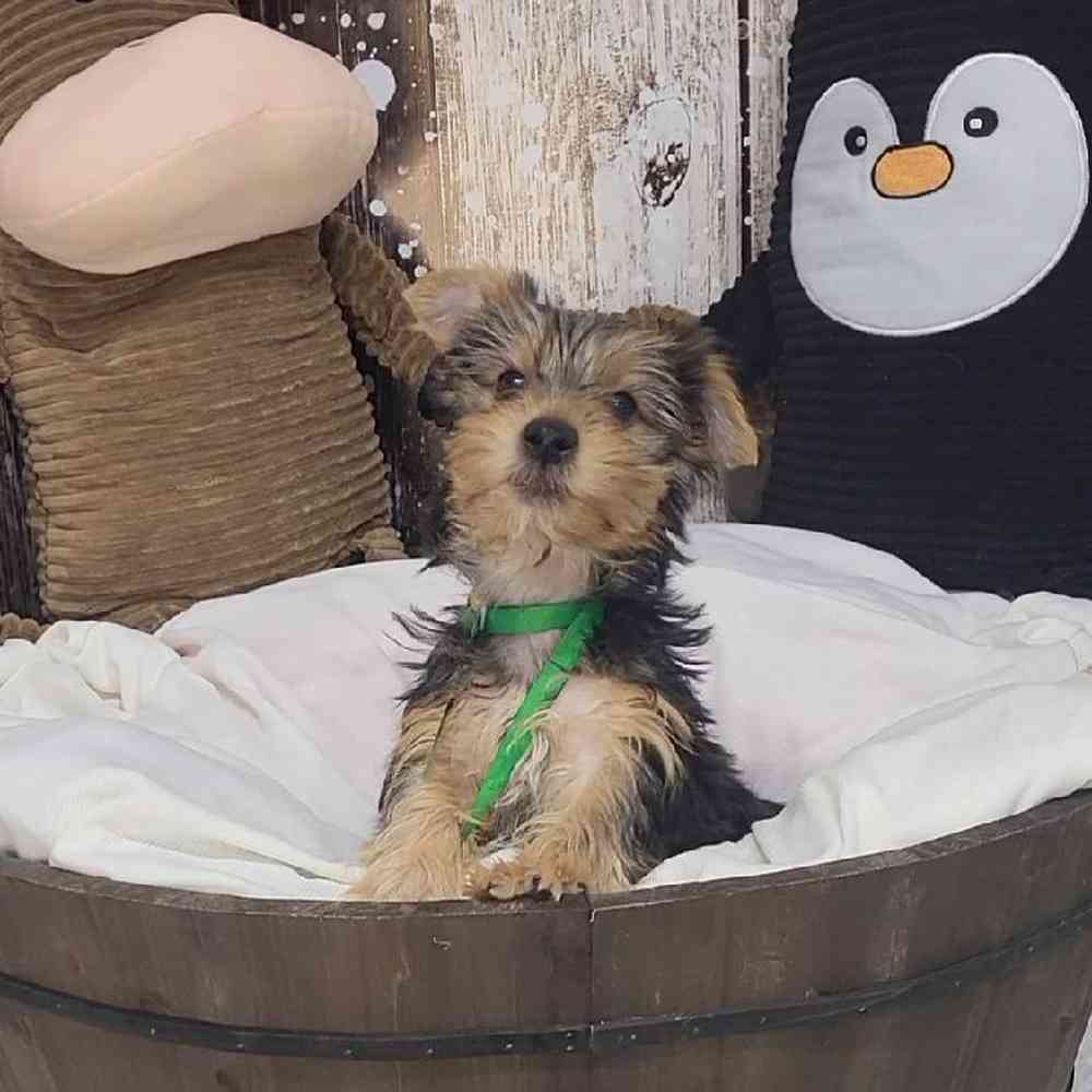 Male Yorkshire Terrier Puppy for Sale in Saugus, MA