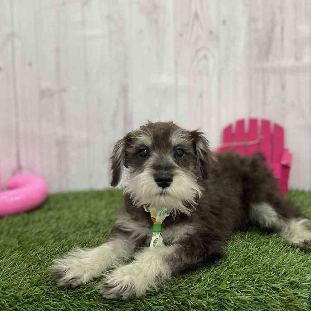 Male Miniature Schnauzer Puppy for Sale in Braintree, MA