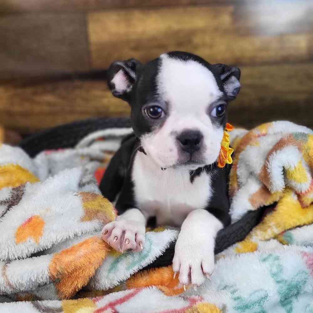 Female Boston Terrier Puppy for Sale in Saugus, MA