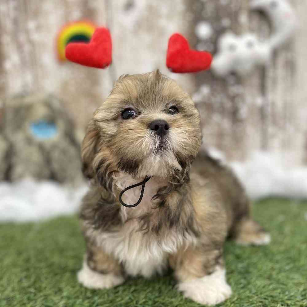 Male Lhasa Apso Puppy for Sale in Braintree, MA