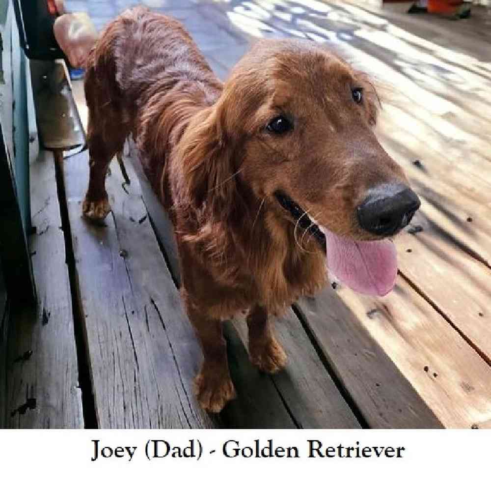 Female Golden Retriever Puppy for Sale in Braintree, MA