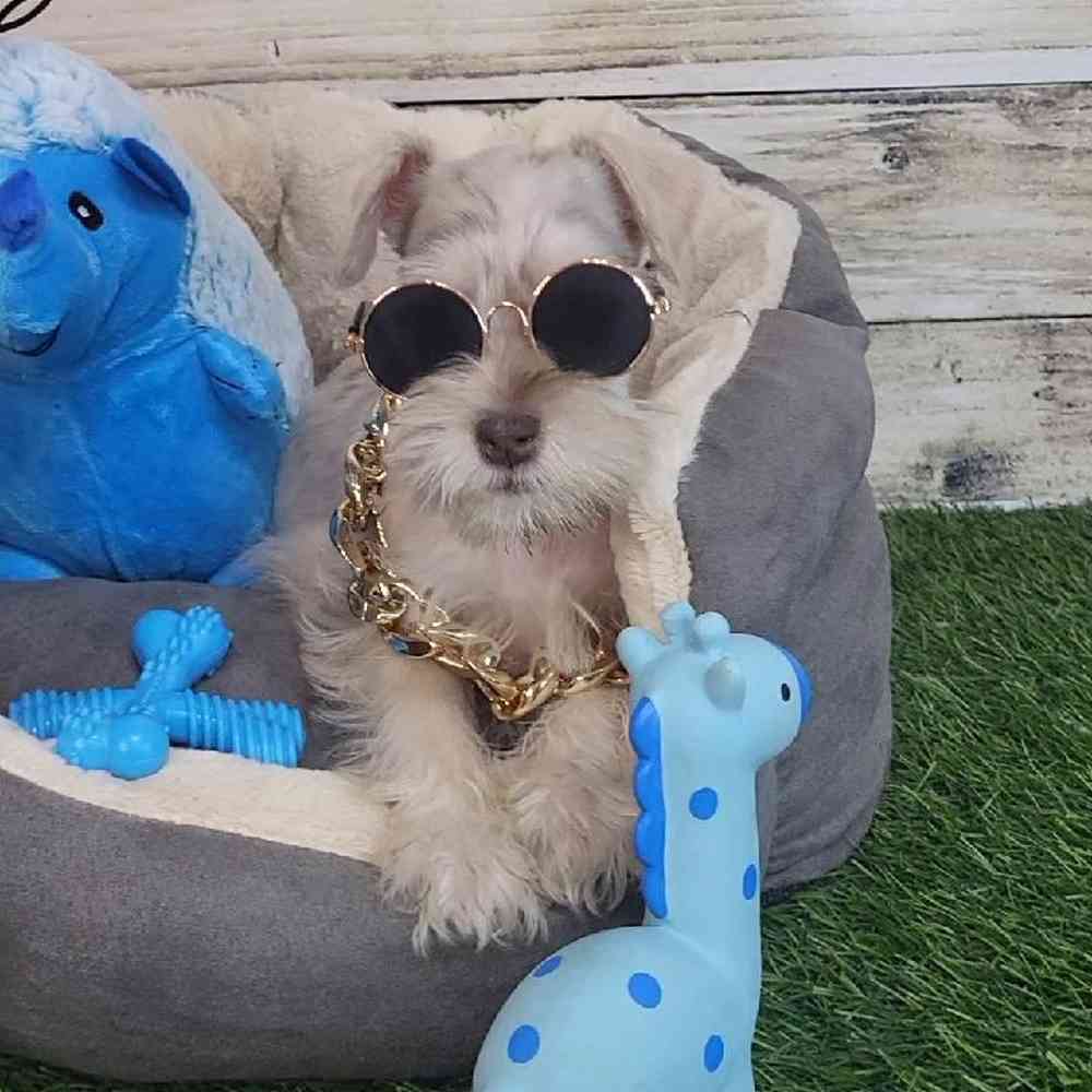 Male Miniature Schnauzer Puppy for Sale in Saugus, MA