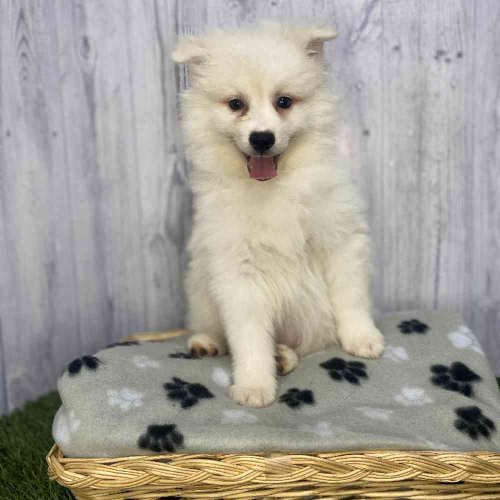 Male American Eskimo Puppy for Sale in Saugus, MA