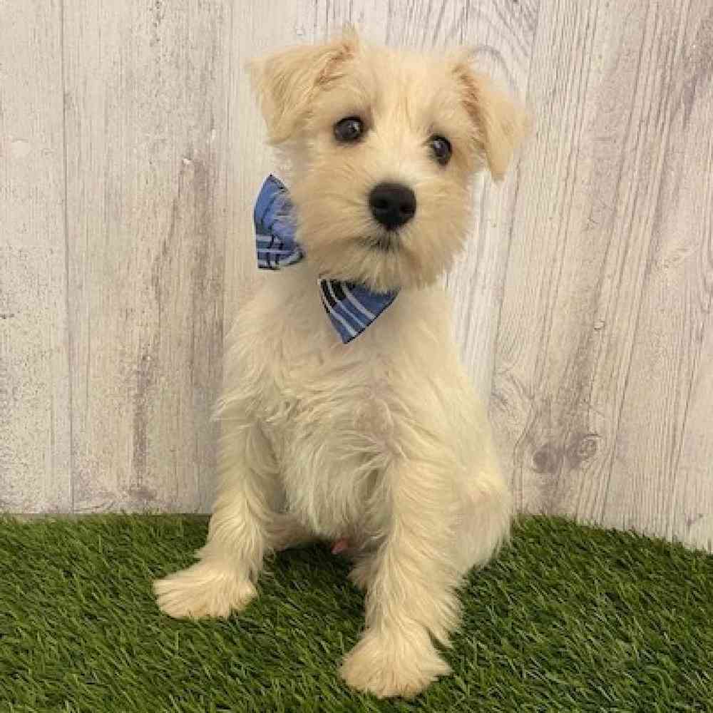 Male Miniature Schnauzer Puppy for sale