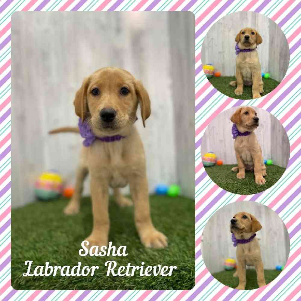 Female Labrador Retriever Puppy for Sale in Braintree, MA