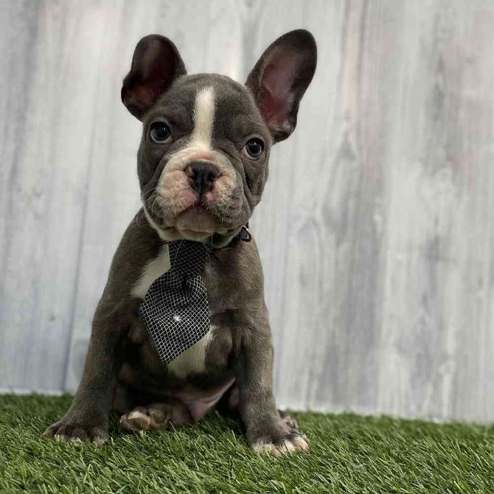 Male French Bulldog Puppy for sale