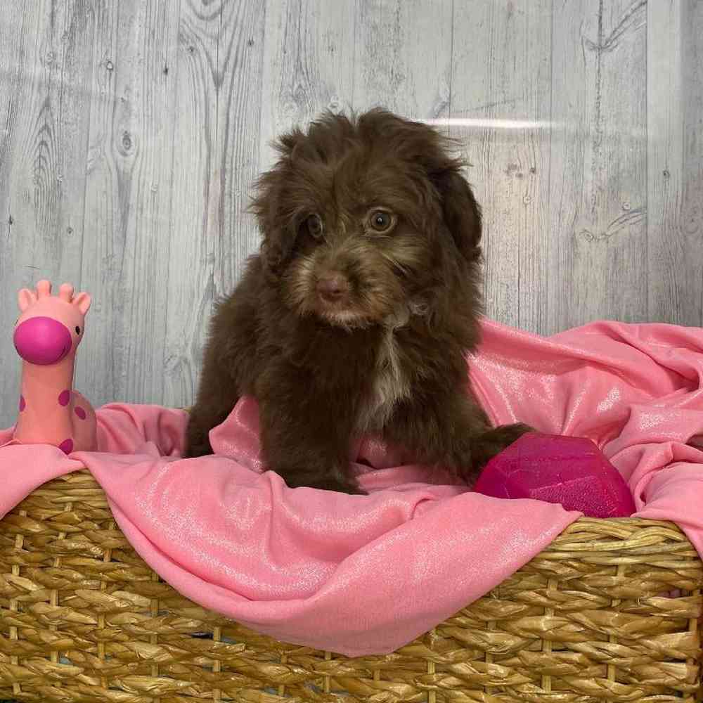 Female Mini Aussiedoodle Puppy for Sale in Saugus, MA
