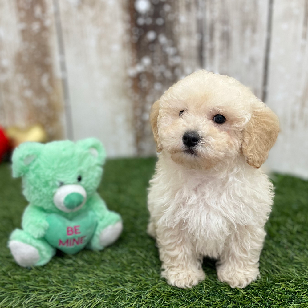 Male Bichon-Poodle 2nd Gen Puppy for Sale in Braintree, MA