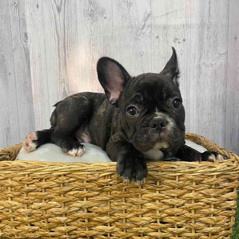 Male French Bulldog Puppy for Sale in Saugus, MA