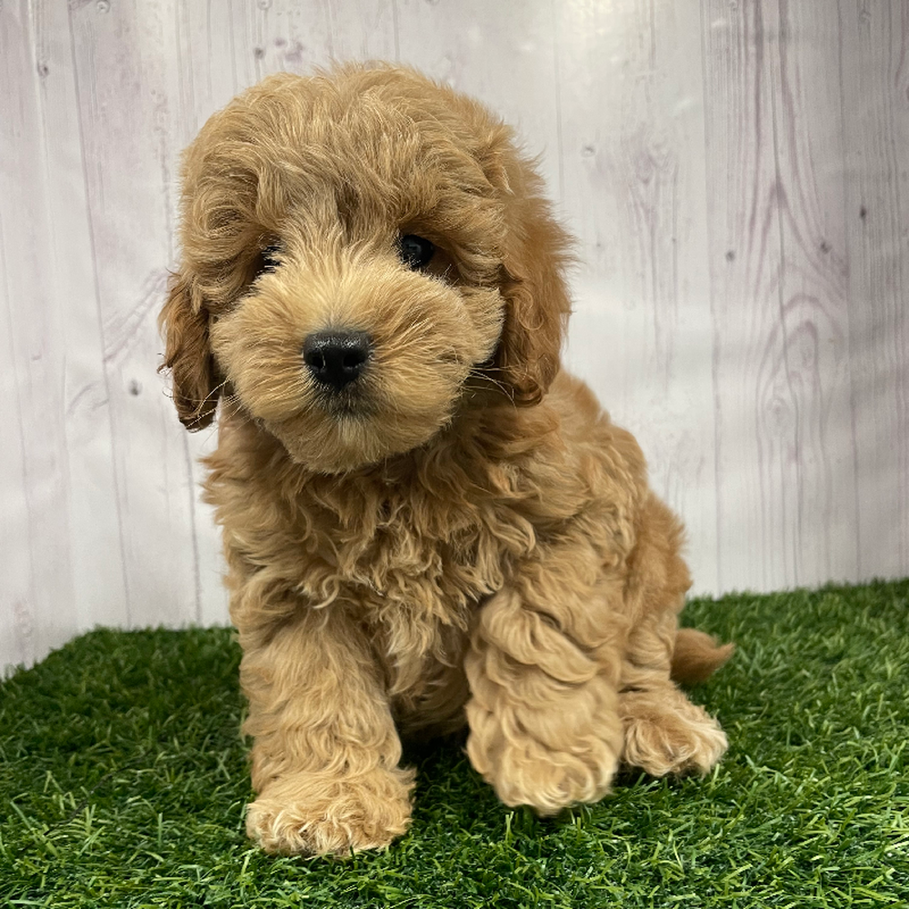 Male Mini Labradoodle 2nd Gen Puppy for Sale in Braintree, MA