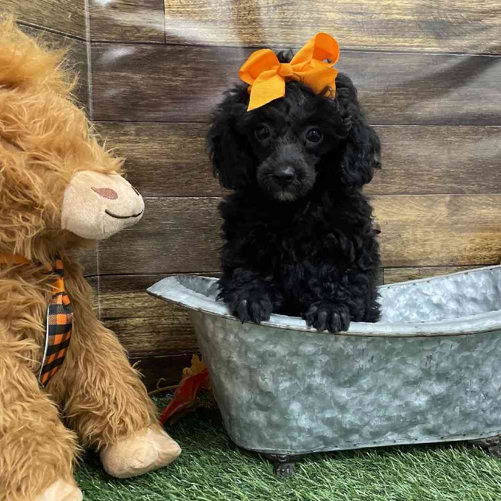 Female Poodle Toy Puppy for Sale in Braintree, MA