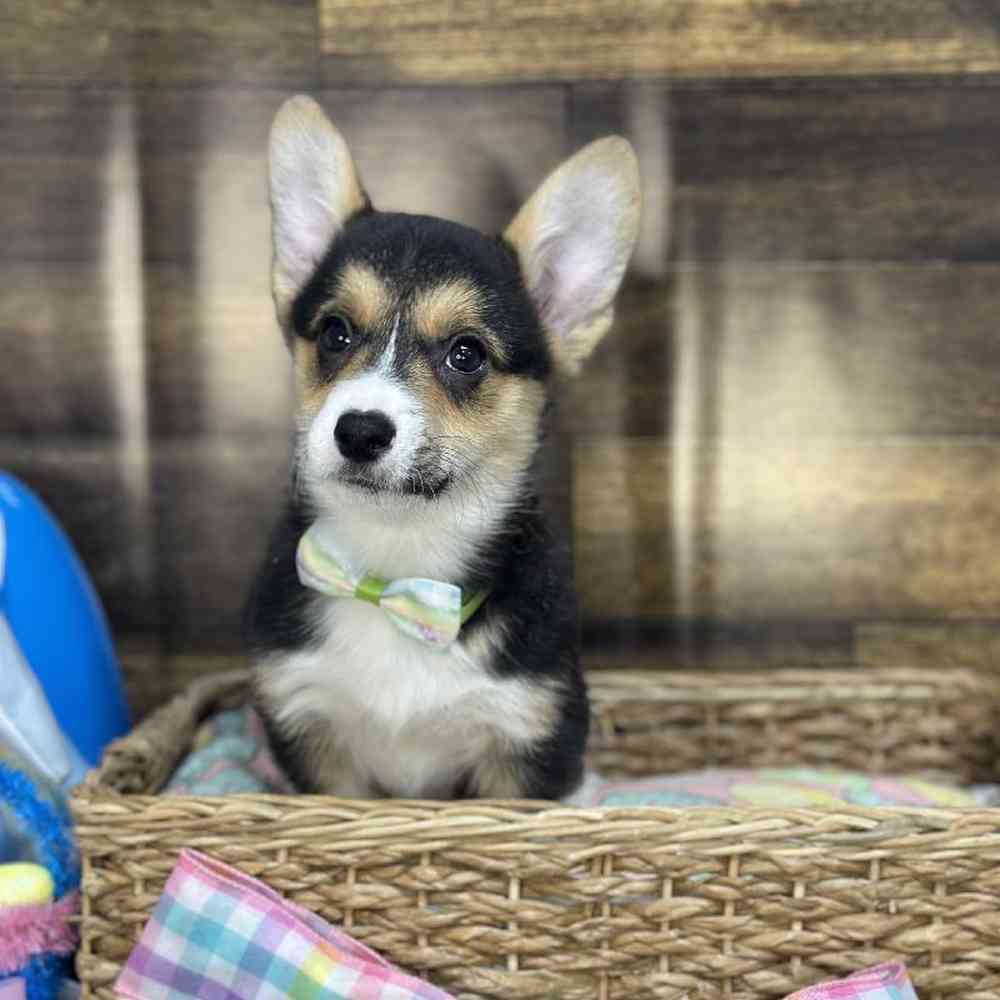 Male Pembroke Welsh Corgi Puppy for Sale in Saugus, MA