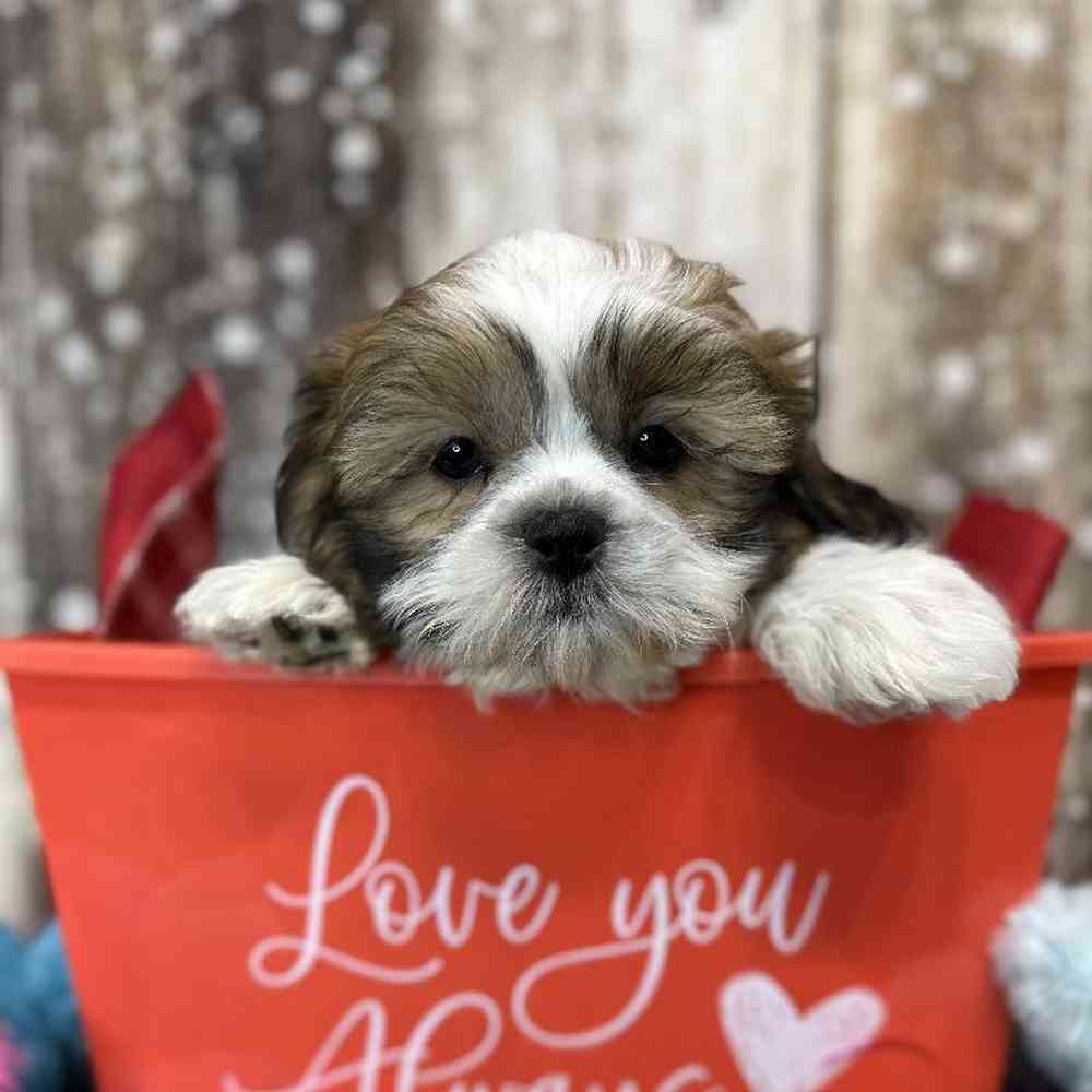 Male Shih Tzu Puppy for Sale in Saugus, MA