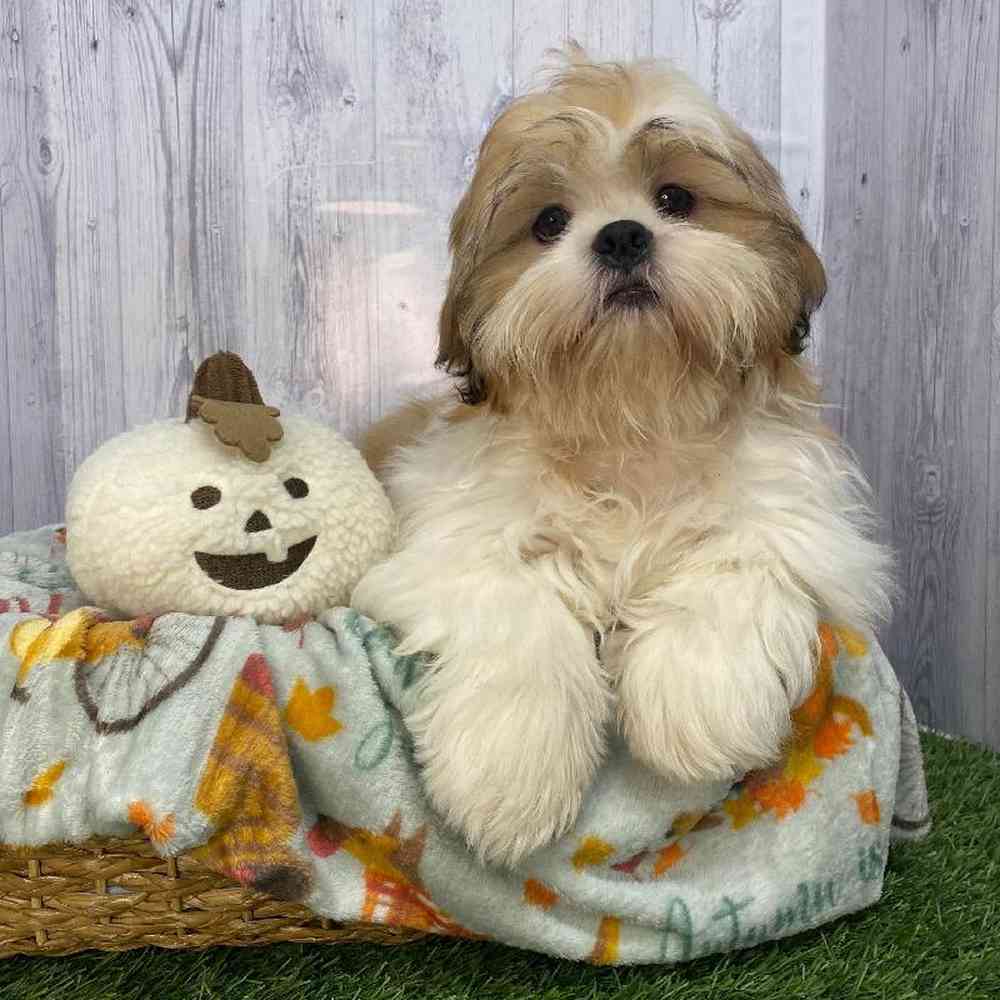 Male Shih Tzu Puppy for Sale in Saugus, MA