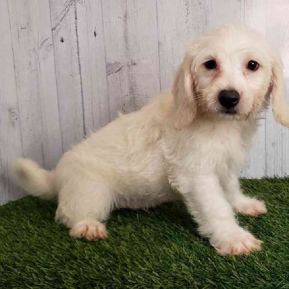 Male Mini Labradoodle Puppy for sale