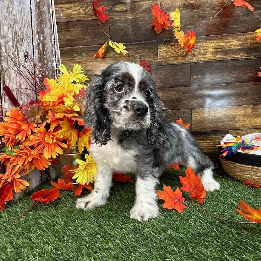 Male Cocker Spaniel Puppy for Sale in Saugus, MA