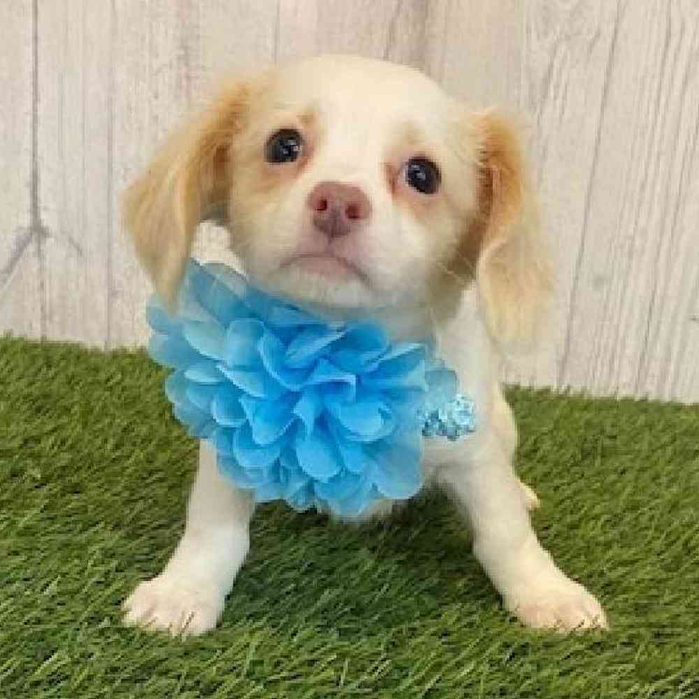 Female Chiweenie Puppy for Sale in Saugus, MA
