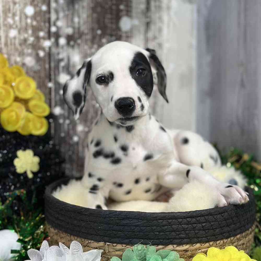 Female Dalmatian Puppy for Sale in Saugus, MA