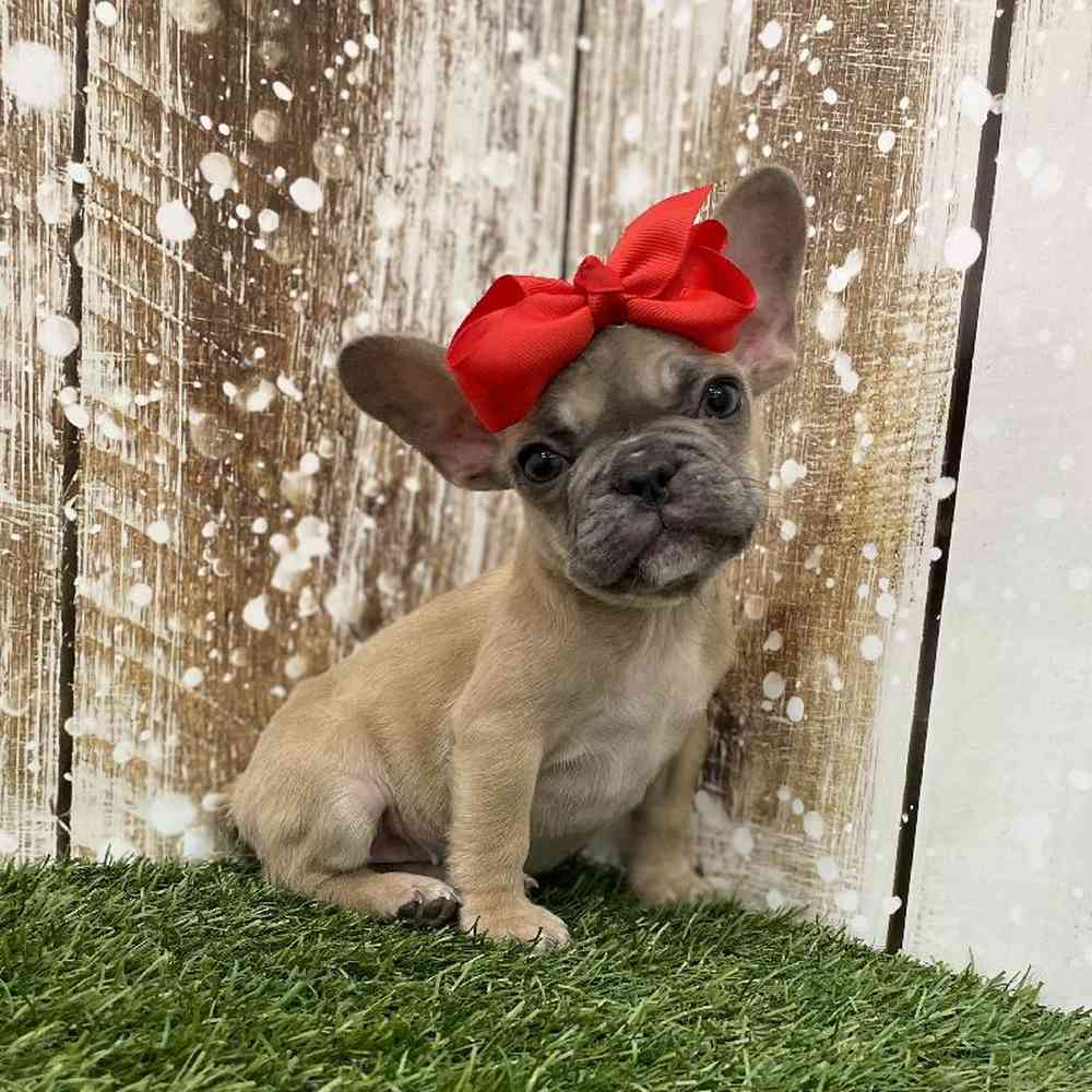 Female French Bulldog Puppy for Sale in Braintree, MA