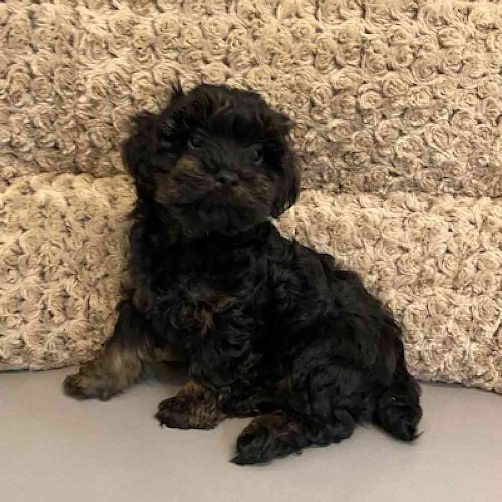 Male Yorkie-Poo Puppy for sale