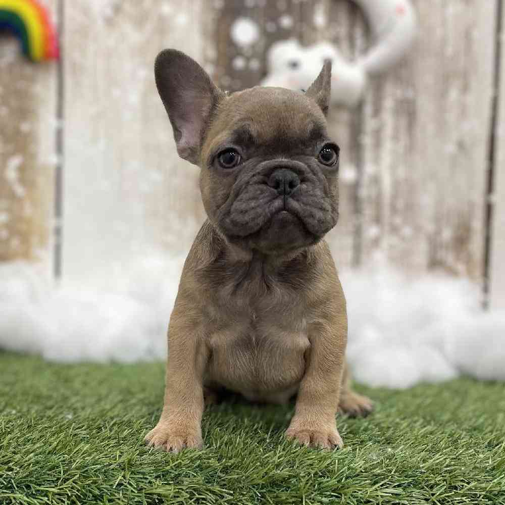 Female French Bulldog Puppy for Sale in Braintree, MA