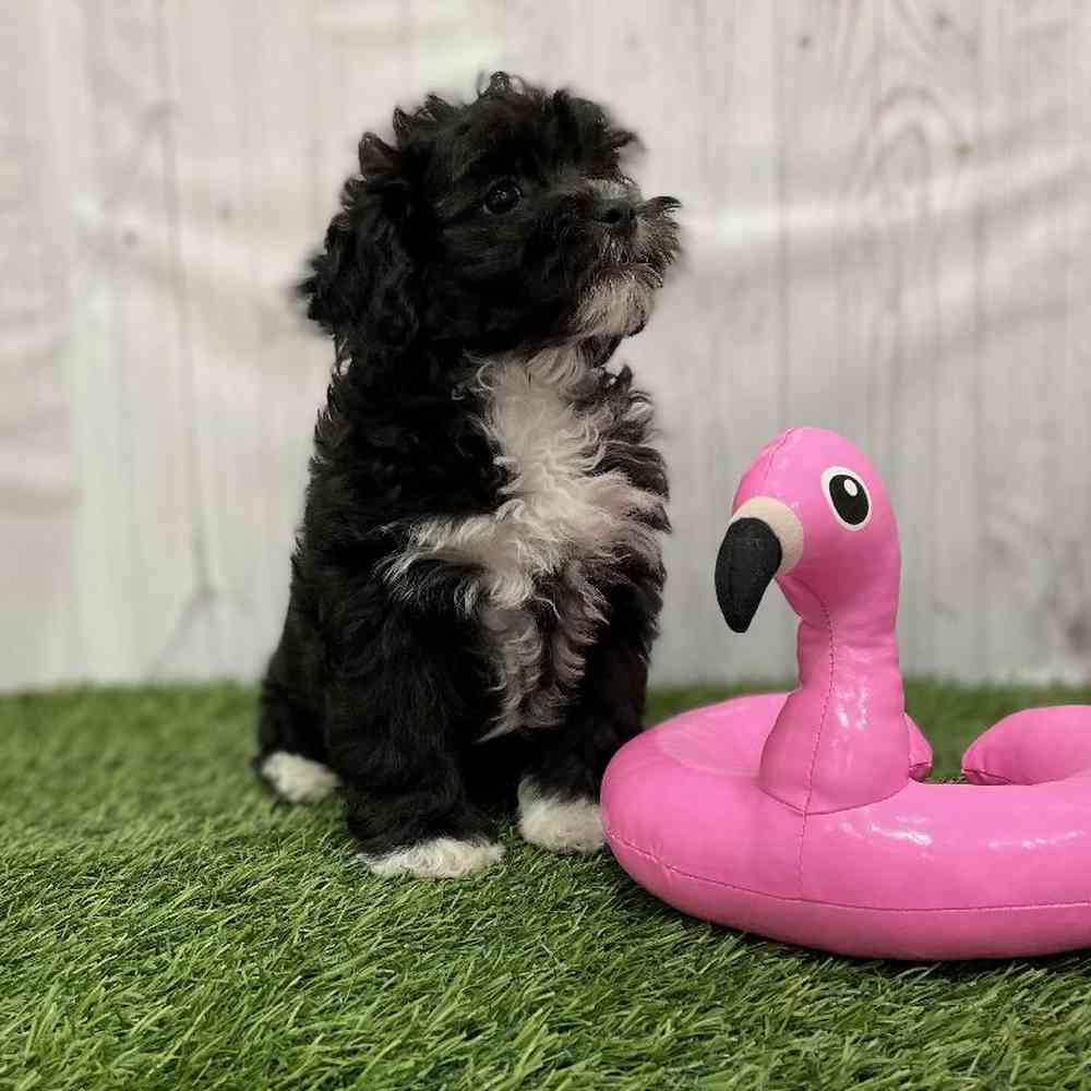 Female Lhasa-Poo Puppy for Sale in Braintree, MA