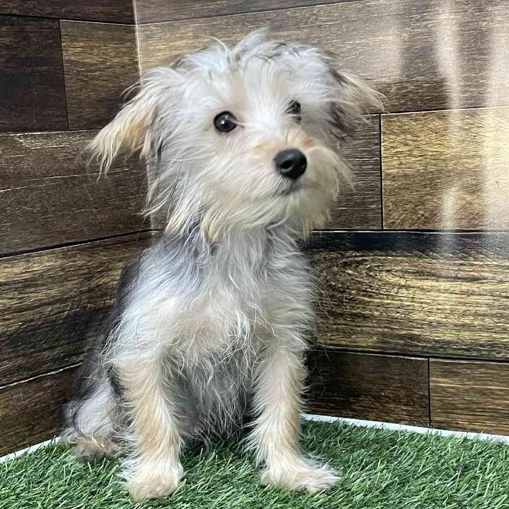 Male Yorkshire Terrier Puppy for Sale in Saugus, MA