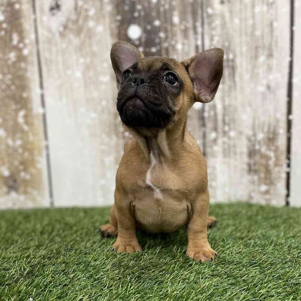 Female French Bulldog Puppy for Sale in Braintree, MA