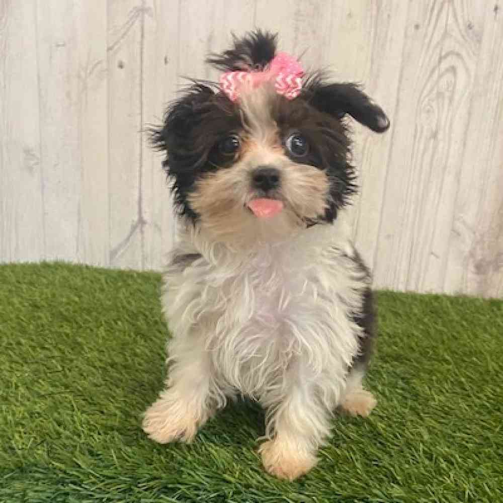 Female Yorkie-Poo Puppy for sale