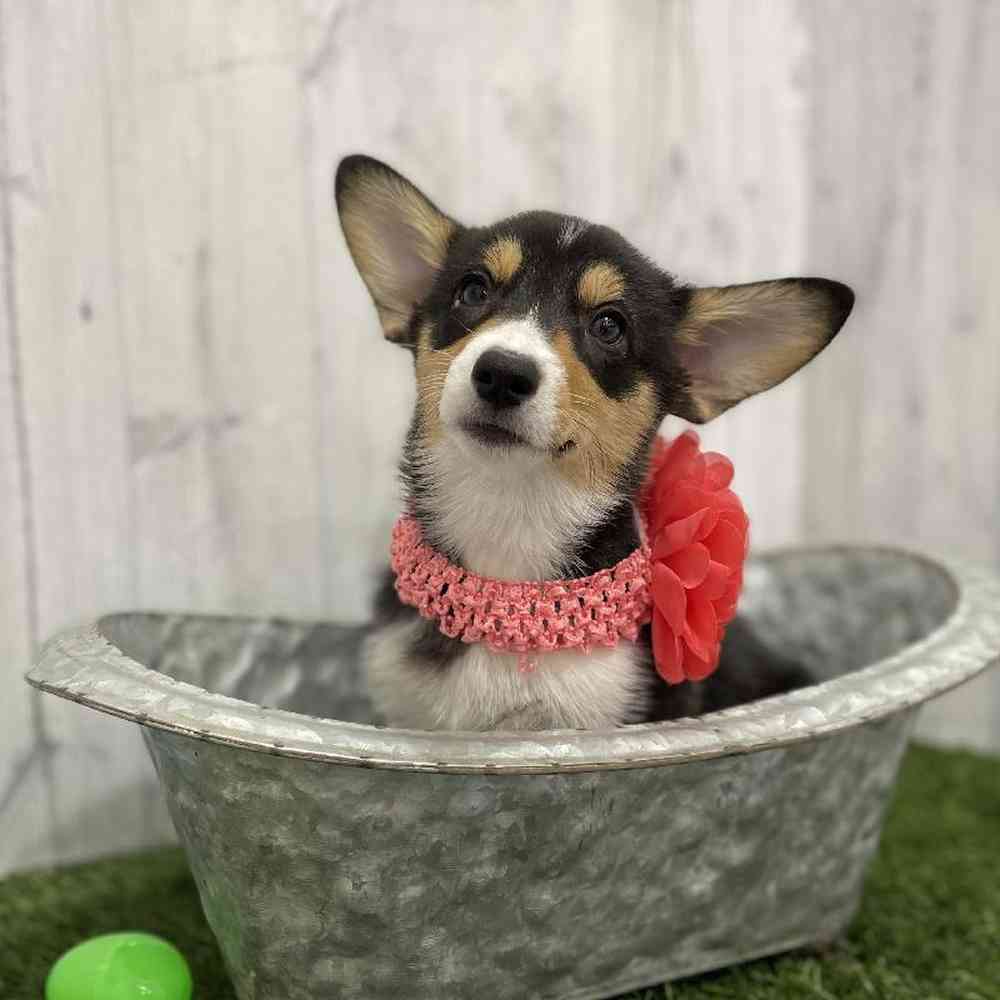 Female Pembroke Welsh Corgi Puppy for Sale in Braintree, MA