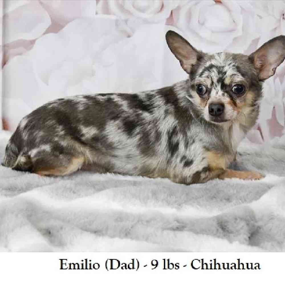 Female Chihuahua Puppy for Sale in Saugus, MA