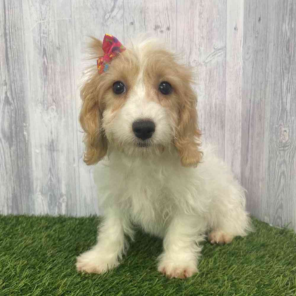 Female Cockapoo Puppy for Sale in Saugus, MA